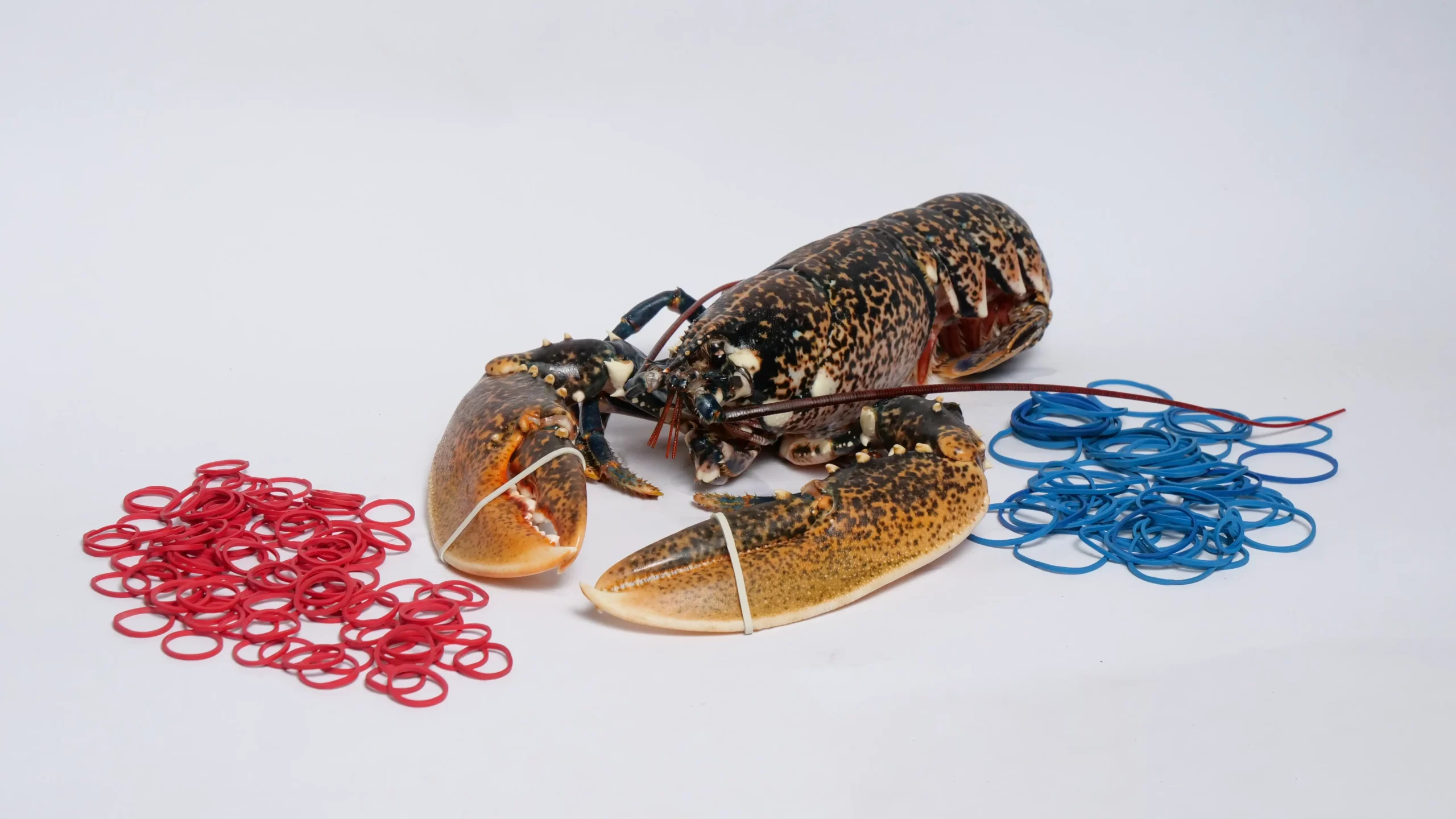 header seafood 2 scaled 1